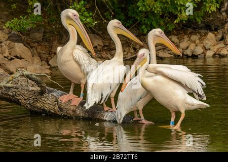 quatre pélicans roses se tenant sur une connexion à l'eau dans le zoo pilsen Banque D'Images