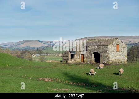 Moutons et agneaux nés récemment paissent dans un champ en face d'une grange en pierre près de Hawes, Wensleydale, Yorkshire Dales National Park Banque D'Images