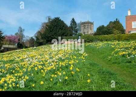 Jonquilles en fleur sur le village en pente vert du charmant village du Yorkshire de Crayke Banque D'Images