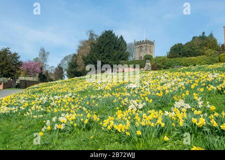 Jonquilles en fleur sur le village en pente vert du charmant village du Yorkshire de Crayke Banque D'Images