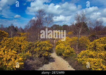 Kelling Heath Norfolk Au Printemps Banque D'Images