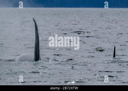 Deux épaulards à Tofino avec l'aileron au-dessus de l'eau, vue du bateau sur deux épaulards. Banque D'Images