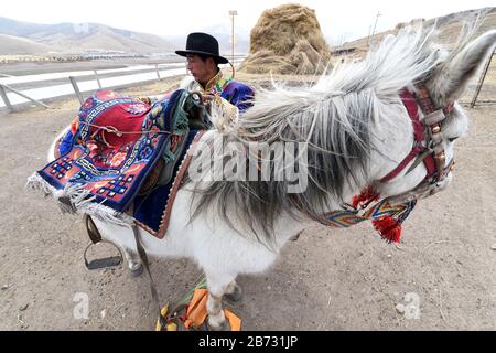(200313) -- TIANZHU, 13 mars 2020 (Xinhua) -- Song Tianzhu installe des selles sur un cheval dans le village de Nannigou du comté autonome tibétain de Tianzhu, dans le nord-ouest de la province de Gansu en Chine, 12 mars 2020. Tirant pleinement parti des vastes prairies locales et du soutien financier du gouvernement pour les régions pauvres, le revenu annuel des ménages de la famille de Song Tianzhu a atteint 200 000 yuans (environ 28 553 dollars américains) par l'élevage et le tourisme. De plus, Song a pris la tête de la fondation d'une coopérative pour stimuler les revenus des autres villageois. Avec les grands efforts déployés par les autorités locales Banque D'Images