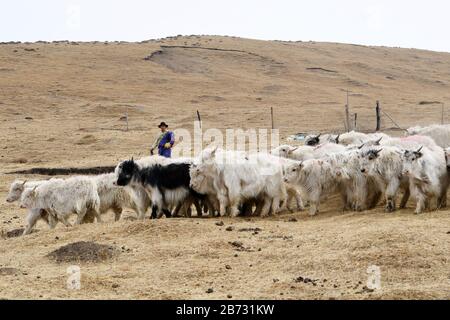 (200313) -- TIANZHU, 13 mars 2020 (Xinhua) -- Song Tianzhu troupeaux de yaks dans le village de Nannigou du comté autonome Tianzhu, dans le nord-ouest de la province de Gansu en Chine, 12 mars 2020. Tirant pleinement parti des vastes prairies locales et du soutien financier du gouvernement pour les régions pauvres, le revenu annuel des ménages de la famille de Song Tianzhu a atteint 200 000 yuans (environ 28 553 dollars américains) par l'élevage et le tourisme. De plus, Song a pris la tête de la fondation d'une coopérative pour stimuler les revenus des autres villageois. Avec les grands efforts déployés par les autorités locales et v Banque D'Images