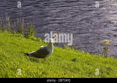 seagull regardant drôle près de la rivière Banque D'Images