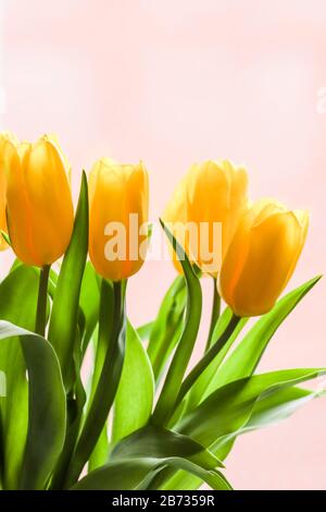 Bouquet de tulipes jaunes illuminées par la lumière du soleil sur un fond rose. Parfait pour les cartes de vœux. Banque D'Images