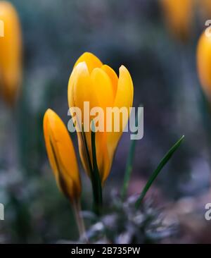 Le printemps arrive. Les premières crocuses jaunes dans mon jardin Banque D'Images