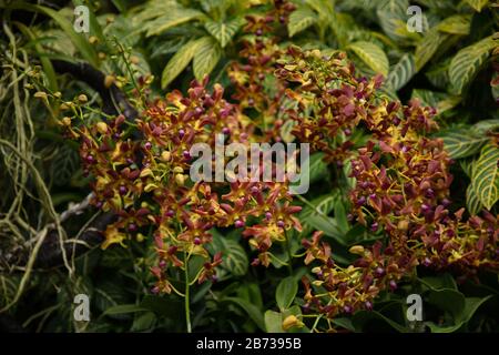 Jaune et rouge vu dans le jardin national des orchidées des jardins botaniques de Singapour. Banque D'Images