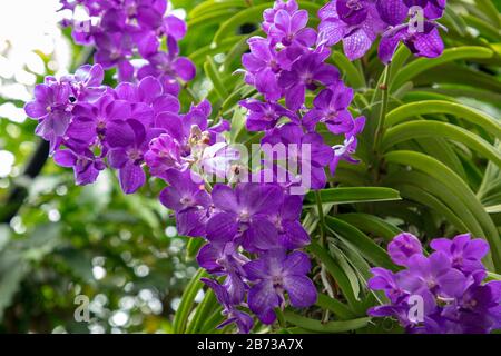 Fleurs d'orchidées violettes vues à l'extérieur. Banque D'Images