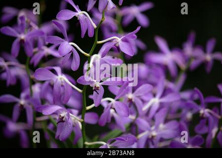 Fleurs d'orchidées violettes vues dans le jardin national des orchidées des jardins botaniques de Singapour. Banque D'Images