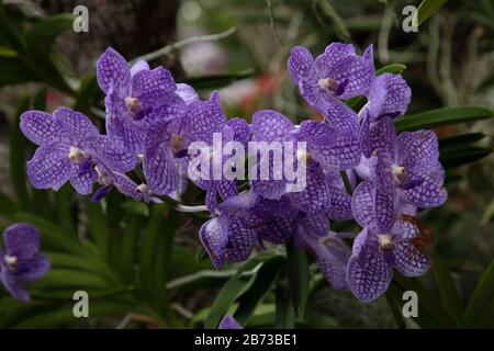 Fleurs d'orchidées violettes vues de près. Banque D'Images