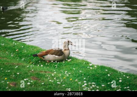 Femelle OIE égyptienne assise sur des herbes vertes près d'un lac dans un parc à Bruxelles Belgique Banque D'Images