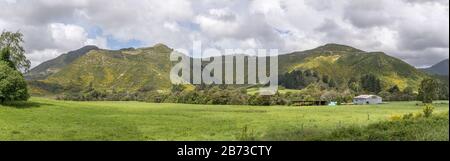 Paysage avec arbustes fleuris sur les pentes dans la campagne verdoyante vallonnée, tourné dans une lumière de printemps vive près de la vallée du Rai, Marlborough, South Island, N Banque D'Images