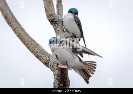 Tree Swallow duo, Tachycineta bicolor, avec des dos bleu foncé irisés et un front blanc propre contre le ciel gris clair Banque D'Images