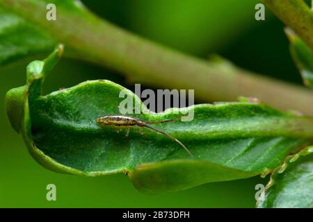 Insecte Springtail sur la feuille. Collembola forme la plus grande des trois lignées d'hexapodes modernes, en Inde Banque D'Images