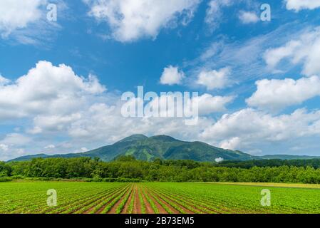 Champ de terre agricole de pomme de terre dans un beau printemps ensoleillé. Paysages de nature rurale, montagnes, ciel bleu et nuages blancs sur fond Banque D'Images