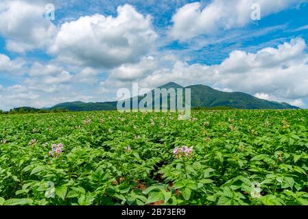 Champ de terre agricole de pomme de terre dans un beau printemps ensoleillé. Paysages de nature rurale, montagnes, ciel bleu et nuages blancs sur fond Banque D'Images