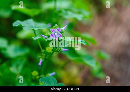 Stork Bill ou Storkbill (Erodium telavivense) Erodium est un genre de plantes à fleurs de la famille botanique Geraniaceae. Le genre comprend environ 60 Banque D'Images