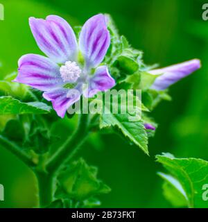 Stork Bill ou Storkbill (Erodium telavivense) Erodium est un genre de plantes à fleurs de la famille botanique Geraniaceae. Le genre comprend environ 60 Banque D'Images