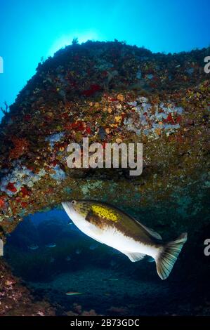 Parte de Goldblotch (Epinephelus costae) en pleine association dans le parc naturel de ses Salines (Formentera, îles Baléares, mer Méditerranée, Espagne) Banque D'Images