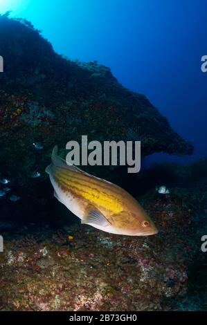 Parte de Goldblotch (Epinephelus costae) en pleine association dans le parc naturel de ses Salines (Formentera, îles Baléares, mer Méditerranée, Espagne) Banque D'Images