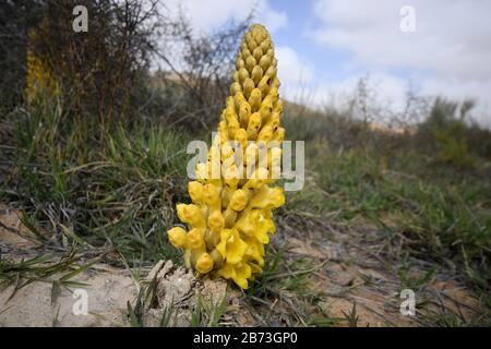 L'orobanche jaune ou le désert, Cistanche tubulosa. Cette plante est un parasite Ã la famille des. Photographié dans le désert du Néguev, Israël Banque D'Images