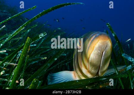 Le mérou de Goldblotch (Epinephelus costae) parmi les feuilles de posidonia dans le parc naturel de ses Salines (Formentera, îles Baléares, mer Méditerranée, Espagne) Banque D'Images