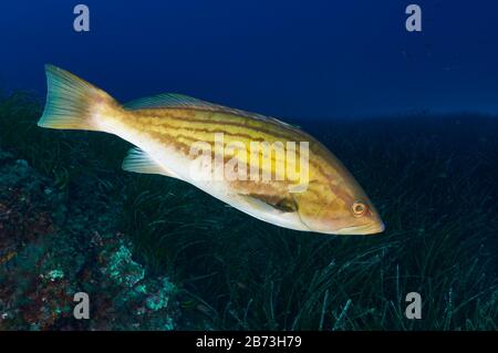 Parte de Goldblotch (Epinephelus costae) en pleine association dans le parc naturel de ses Salines (Formentera, îles Baléares, mer Méditerranée, Espagne) Banque D'Images