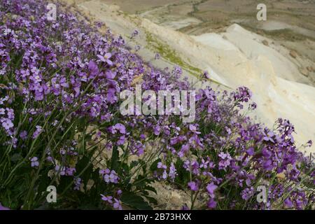 L'aspera de Matthiola, une violette florissante, Après une saison des pluies rare dans le désert du Négev, en Israël, une abondance de fleurs sauvages s'épanouissent et fleurent. Photographié Banque D'Images