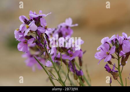 L'aspera de Matthiola, une violette florissante, Après une saison des pluies rare dans le désert du Négev, en Israël, une abondance de fleurs sauvages s'épanouissent et fleurent. Photographié Banque D'Images