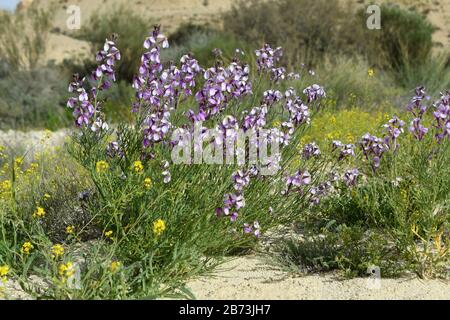 L'aspera de Matthiola, une violette florissante, Après une saison des pluies rare dans le désert du Négev, en Israël, une abondance de fleurs sauvages s'épanouissent et fleurent. Photographié Banque D'Images