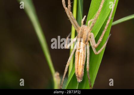 Gros plan des Monaeses mukundi, Thomisidae, araignée de crabe, Pune , Maharashtra, Inde Banque D'Images