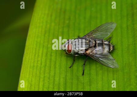 Mouche De Chair, Sarcophaga Bercaea, Sarcophagidae, Pune , Maharashtra, Inde Banque D'Images