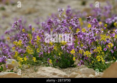 L'aspera de Matthiola, une violette florissante, Après une saison des pluies rare dans le désert du Négev, en Israël, une abondance de fleurs sauvages s'épanouissent et fleurent. Photographié Banque D'Images