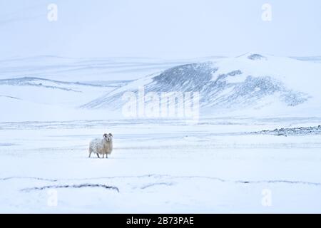 Brebis islandaises isolées dans un paysage sauvage sombre de snowscape avec neige légèrement tombée. Sa longue polaire est recouverte de neige gelée Banque D'Images