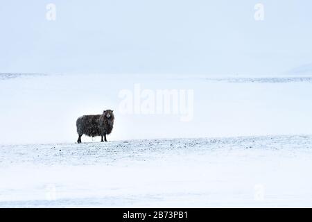 Mouton noir islandais solitaire dans un paysage sauvage sombre de snowscape avec neige légèrement tombée. Sa longue polaire est recouverte de neige gelée Banque D'Images