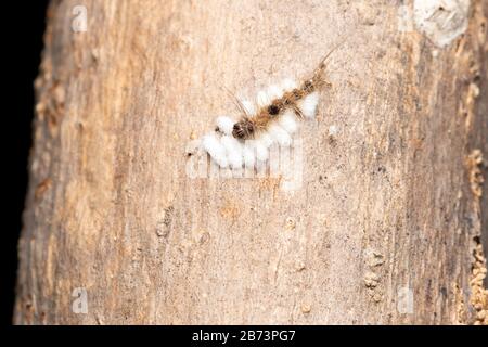 caterpillar parasitisé avec des œufs de guêpe, Pune, Maharashtra, Inde Banque D'Images