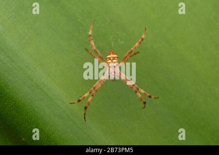 Araignée signature, Argiope trivittata, Pune, Maharashtra, Inde Banque D'Images