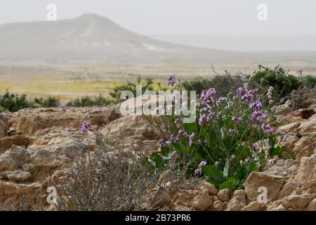 L'aspera de Matthiola, une violette florissante, Après une saison des pluies rare dans le désert du Négev, en Israël, une abondance de fleurs sauvages s'épanouissent et fleurent. Photographié Banque D'Images