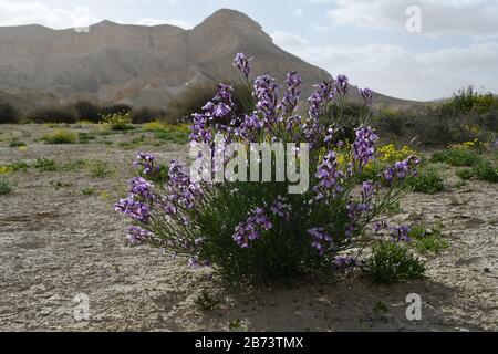 L'aspera de Matthiola, une violette florissante, Après une saison des pluies rare dans le désert du Négev, en Israël, une abondance de fleurs sauvages s'épanouissent et fleurent. Photographié Banque D'Images