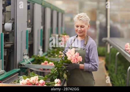 Belle femme mûre dans tablier tenant des roses et s'occuper d'eux avant la vente en serre Banque D'Images