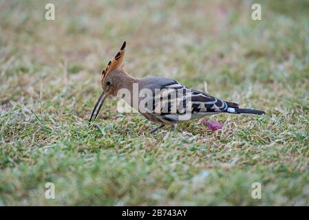 Hoopoe oiseau sauvage Upupa épops se tenait sur l'alimentation au sol dans l'herbe du jardin Banque D'Images