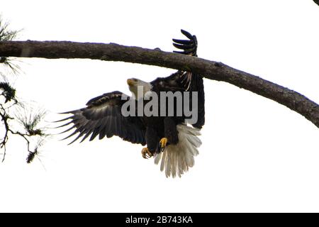 Aigle à tête blanche Banque D'Images