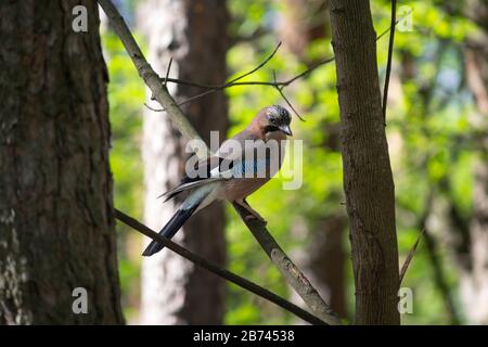 Jay eurasien perché sur une branche d'arbres. Oiseau Banque D'Images