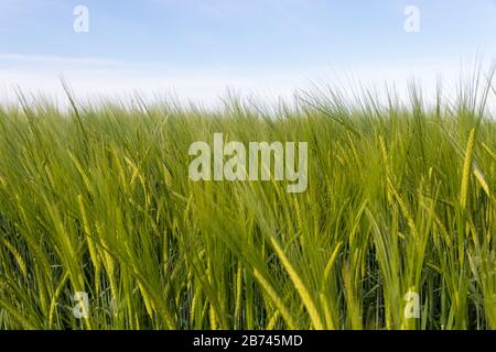Les jeunes de l'orge verte poussant dans un champ de maïs Banque D'Images