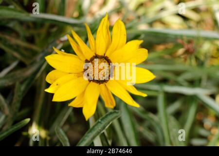 Tournesol de haute qualité dans le jardin Banque D'Images