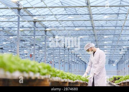 Botaniste dans le masque protecteur planter des plantes vertes tout en travaillant en serre Banque D'Images