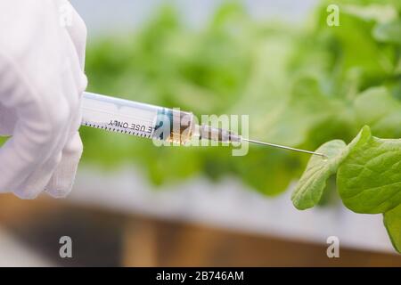 Gros plan du botaniste dans des gants tenant la seringue et injectant du liquide dans les feuilles vertes Banque D'Images