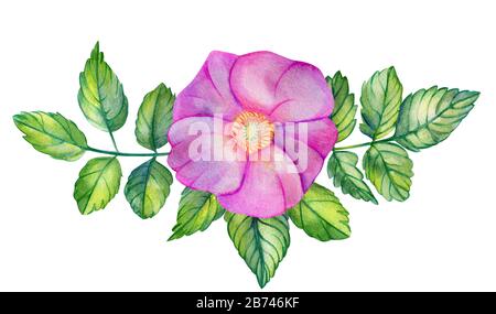 Bouquet d'aquarelles avec hanches roses. Fleurs roses, feuilles et branches isolées sur un fond blanc. Éléments de conception de cartes de mariage dessinées à la main. Rosa CAN Banque D'Images