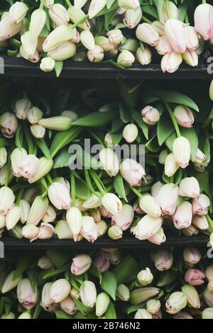 Image de magnifiques tulipes blanches sur les étagères de la boutique Banque D'Images